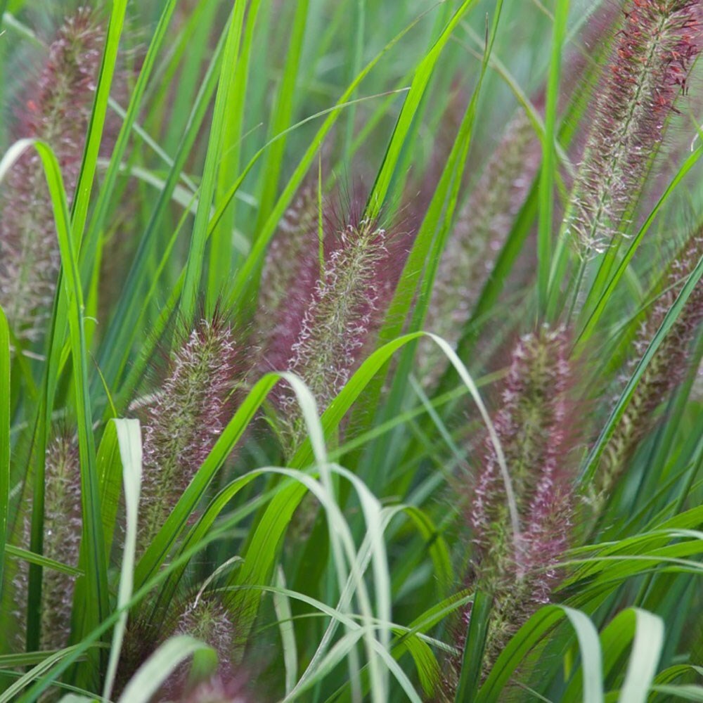 Where to buy redhead grass seed